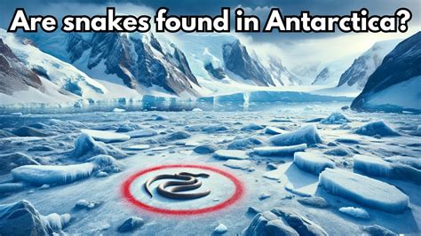 antarctica snakes