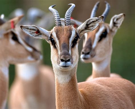 Ruma National Park Antelope’s Sanctuary Aj Kenya Safaris