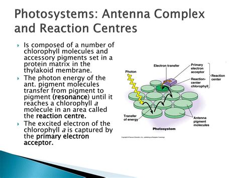 Antenna Complex And Reaction Center