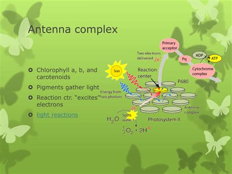 Antenna Complex Of Plants