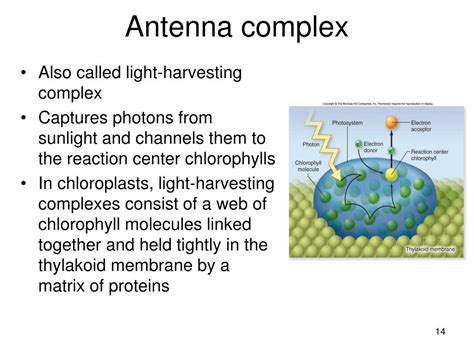 Antenna Complex Refers To