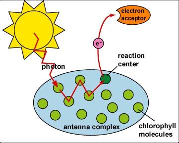 Antenna Complex Structure And Function