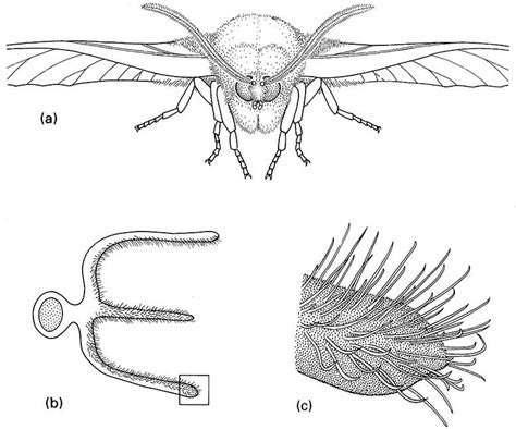 Antennae Chemoreception