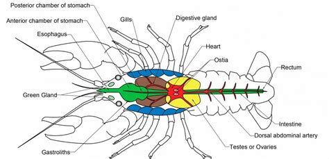 Antennae Function Of Crayfish