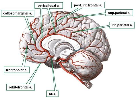 anterior cerebral artery territory