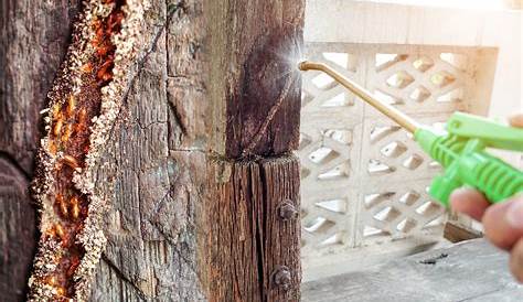 Wood Anti Termite Chemical at Rs 300/litre Gandhinagar