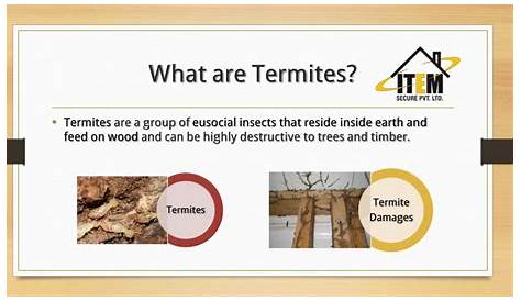Anti Termite Treatment Ppt