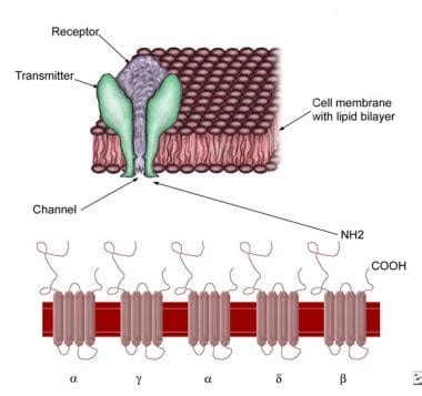 anti acetylcholine receptor antibodies quest