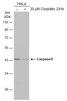 anti caspase 9 gene expression