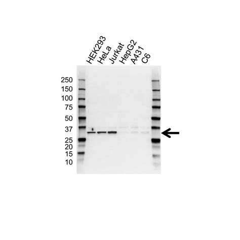 anti cdk2 polyclonal antibody