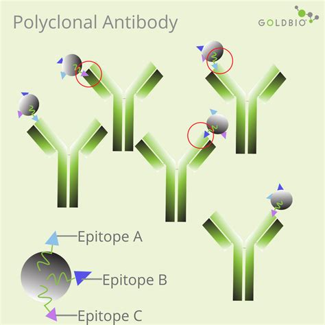 anti-cd3 polyclonal antibody elisa