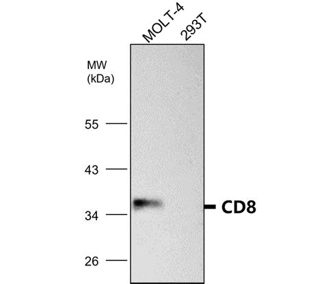 anti-cd8 antibody