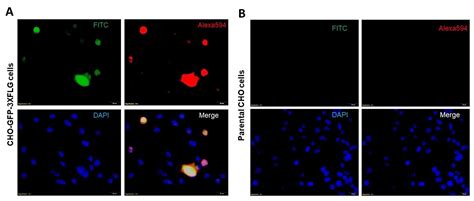 anti-flag antibody abcam