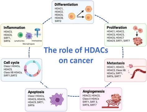 anti-hdac7 role in cancer