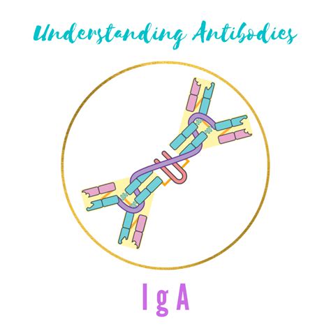 anti-iga antibody quest