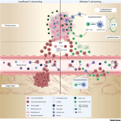 anti-metastatic