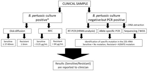 Antibiotic Coverage Pertussis