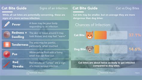 antibiotics cat bite