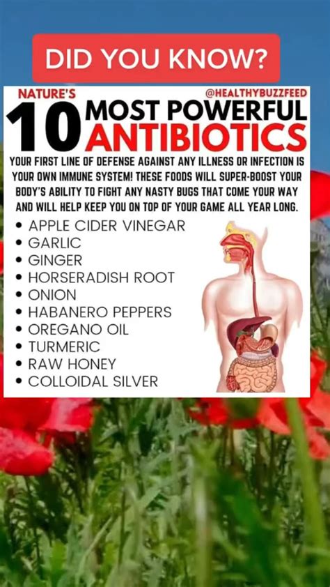 Antibiotics Clean Your System