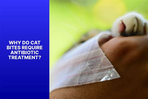 antibiotics for cat bite cellulitis
