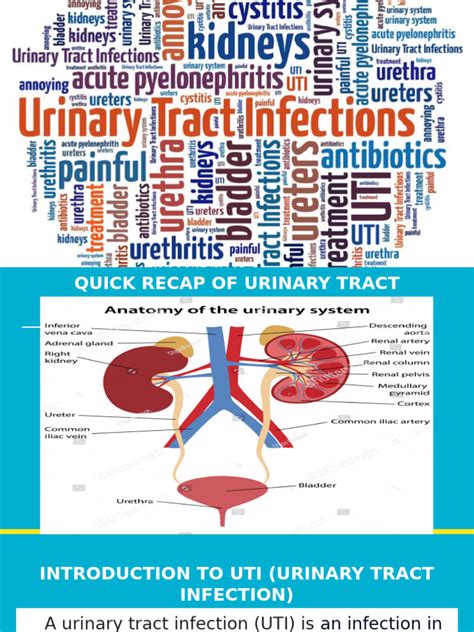 Antibiotics For Uti Vs Std