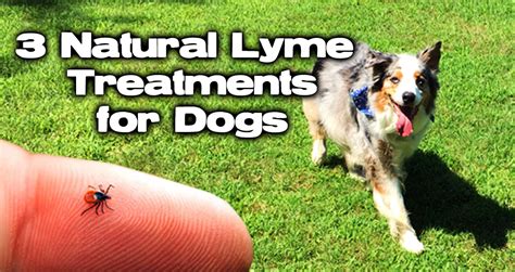 antibiotics to treat lyme disease in dogs