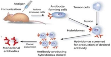 Ragam Manfaat Antibodi Monoklonal Hasil Bioteknologi yang Jarang Diketahui
