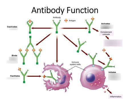 Antibodies Function To Quizlet