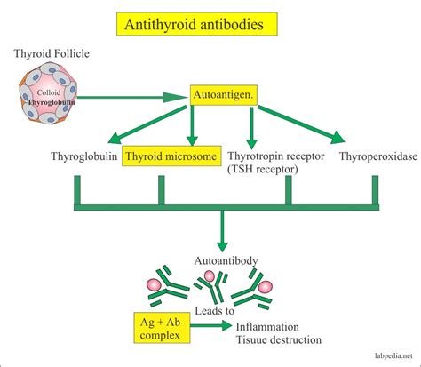 Antibodies High Thyroid