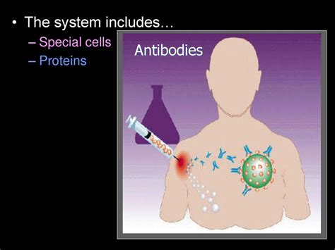 Antibodies Includes