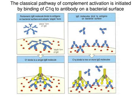 Antibody Complement Function