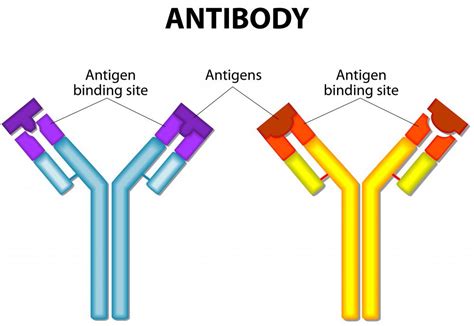 Antibody Kid Friendly Definitions