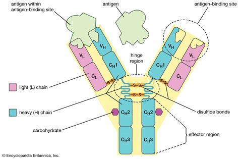 antibody structure and function