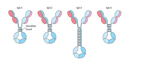 Antibody Subclasses