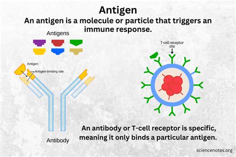Antigen Animals Definition