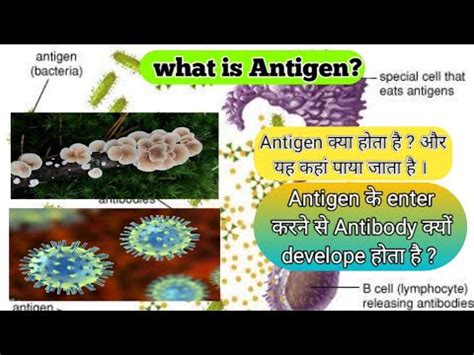 Antigen Kya Hai