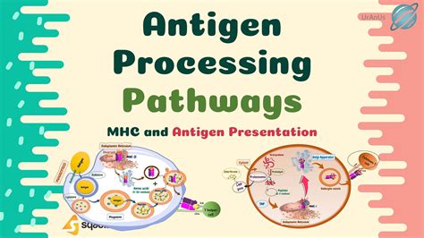 Antigen Processing Defined