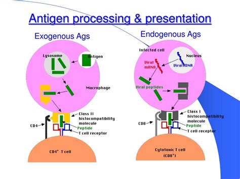Antigen Processing Definition