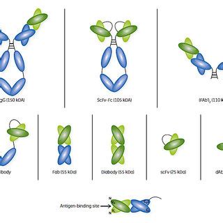 Antigen-Binding Fragment Thereof