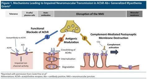 Antigenic Modulation Def