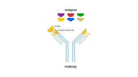 Antigens For O+