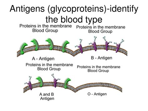 Antigens Glycoprotein