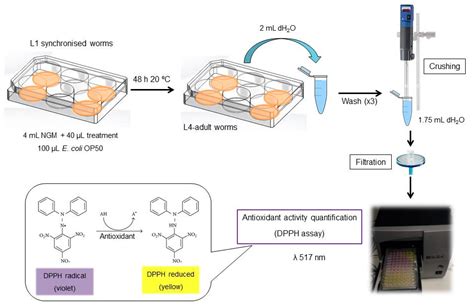 Antioxidant Enzyme Test