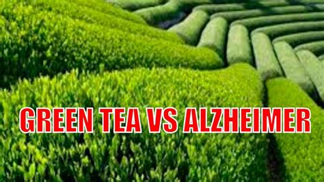 Green Tea Weight Loss Benefits
