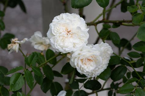 Discover the Secret Allure of Antique Roses