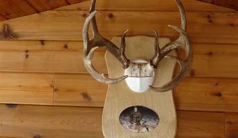 Antler Plaque Mount Whitetail Deer Taxidermy For Sale SKU