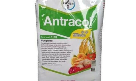 Antracol untuk Cabe: Pengertian, Manfaat, dan Cara Penggunaan Taman Inspirasi SAFA