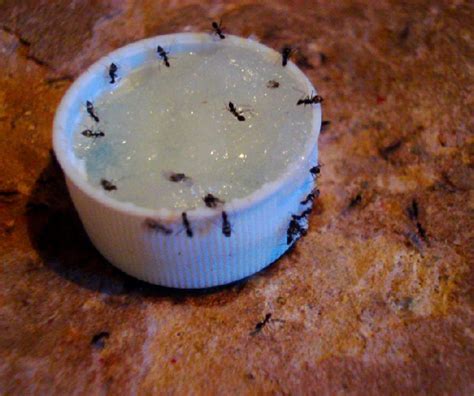 Ants Get Rid Of Them & Their Nest Fast, The NonToxic Way Get rid of