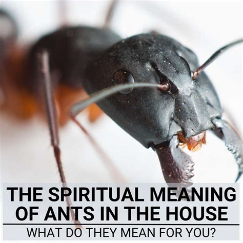 ants in bathroom spiritual meaning