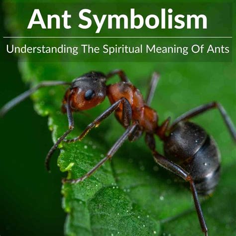 ants in bathroom spiritual meaning